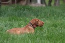 Open SUPERB FULLY TRAINED HWV MALE (FERTILITY TESTED)