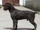 Open GWP TRAINED FOR STALKING AND HPR WORK (EUROPEAN IMPORT)