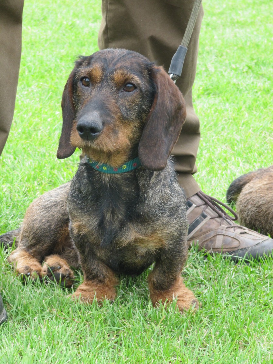 small hunting dog breeds