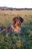 Open Superbly trained GWP 2yr old male