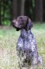 Open Superb fully trained GSP