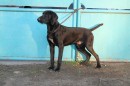 Open Superb Part Trained Male GSP