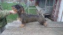 Open Fully Trained Teckle (superb pedigree) European Trained And Worked