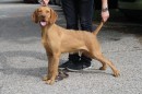Open HWV SUPERB TRAINED MALE FROM TOP HUNGARIAN LINES